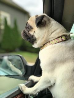 dog in car